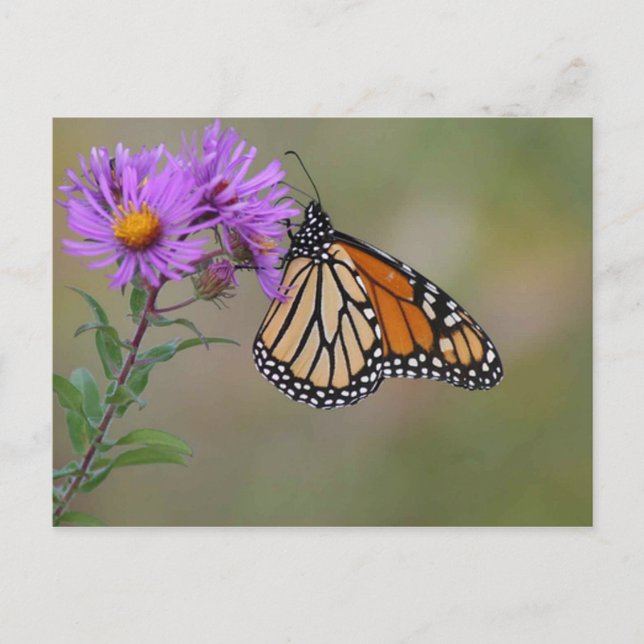 Monarch Butterfly Photographs Postcard (Front)