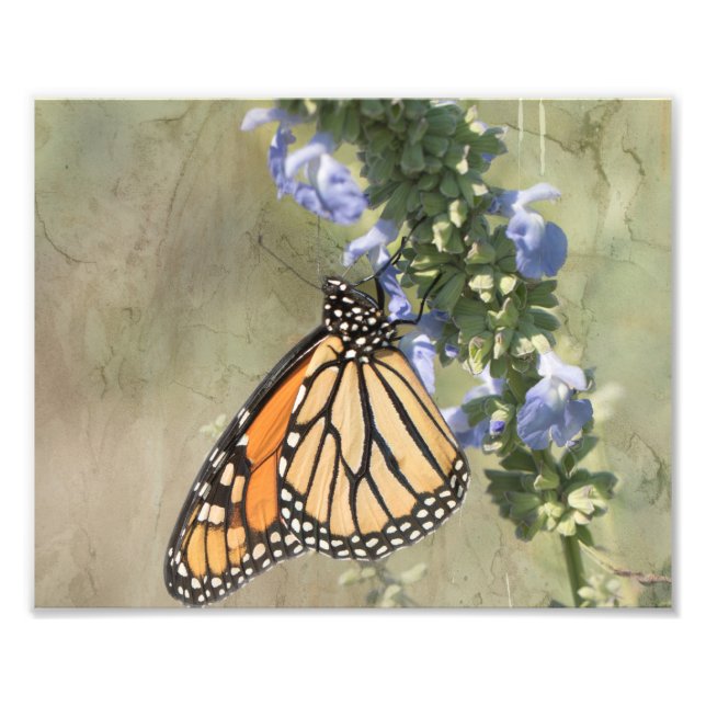 Monarch Butterfly Photography Print (Front)