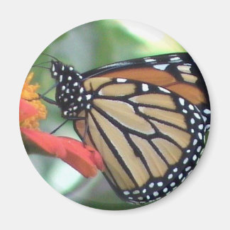 Monarch Butterfly Picture Magnet