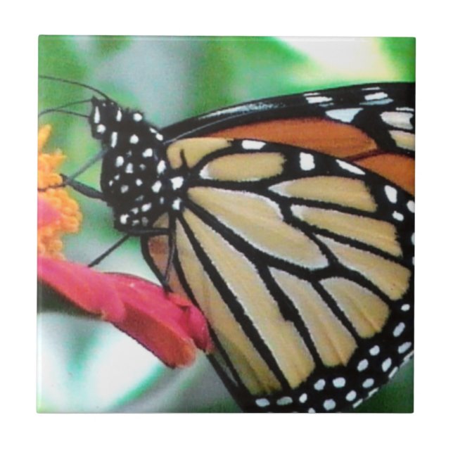 Monarch Butterfly Picture Tile (Front)