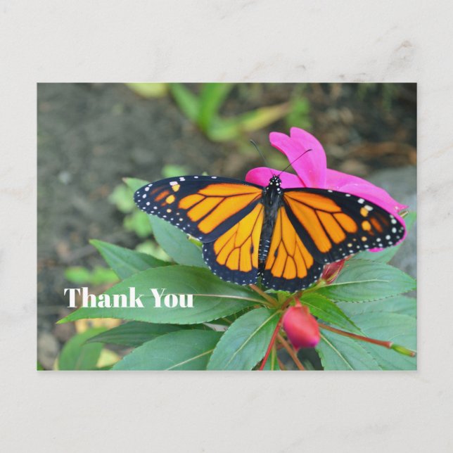 Monarch Butterfly Pink Floral Photo Thank You Postcard (Front)