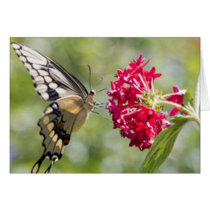 Monarch Butterfly Pink Flower