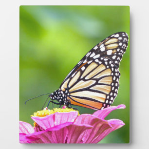 Monarch Butterfly Plaque