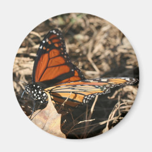 Monarch Butterfly Posing Nature Photography Magnet