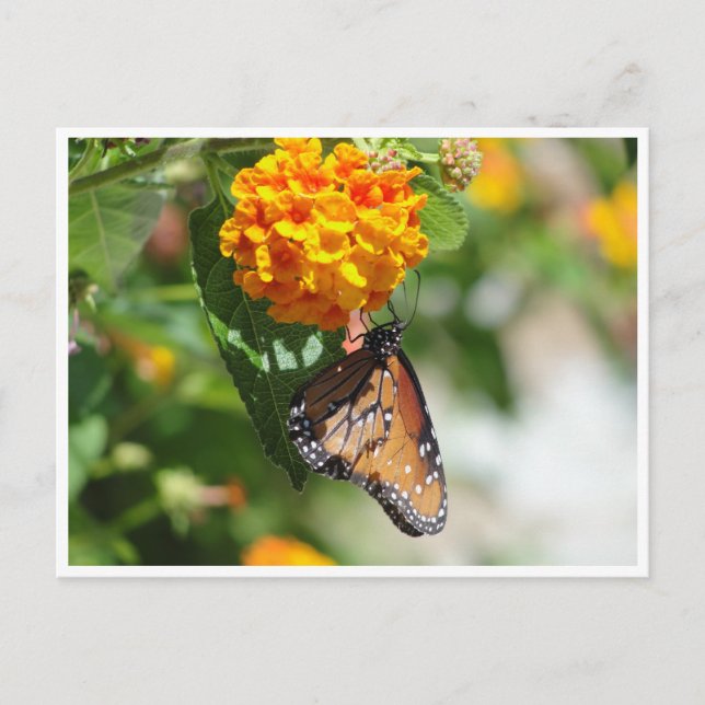Monarch butterfly postcard (Front)