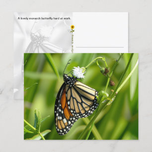 Monarch Butterfly - postcard