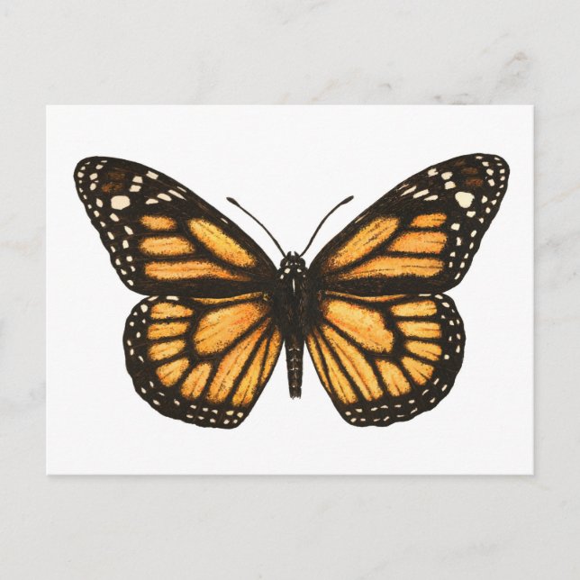 Monarch butterfly postcard (Front)
