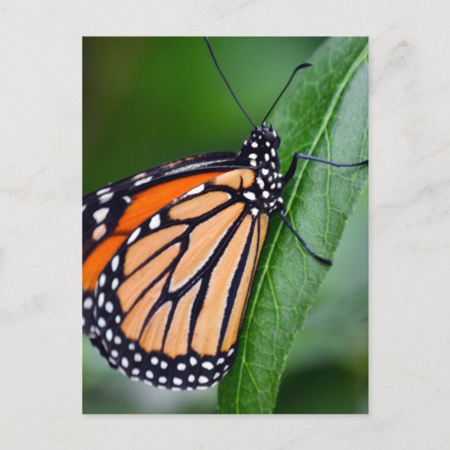 Monarch Butterfly Postcard (Front)