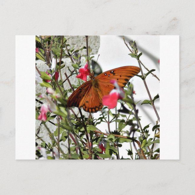 Monarch Butterfly Postcard (Front)