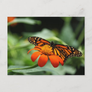 Monarch Butterfly Postcard