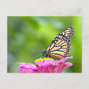 Monarch Butterfly Postcard