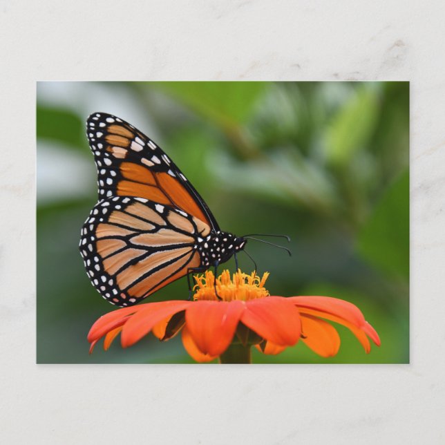 Monarch Butterfly Postcard (Front)