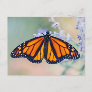 Monarch Butterfly Postcard