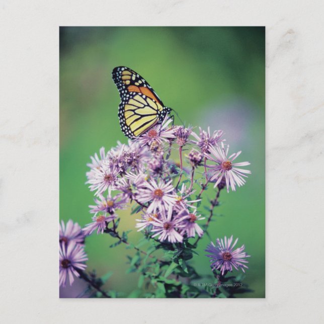 Monarch Butterfly Postcard (Front)