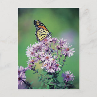Monarch Butterfly Postcard
