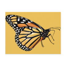 Monarch Butterfly