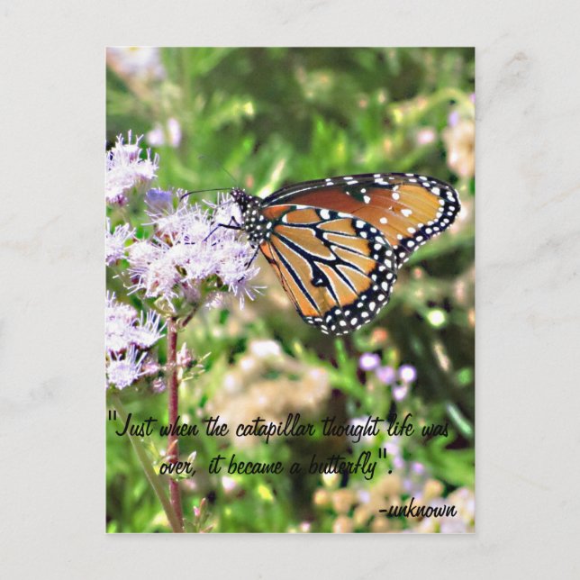 Monarch Butterfly Postcard (Front)