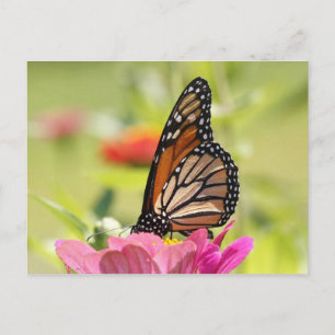 Monarch butterfly postcard