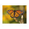 Monarch Butterfly