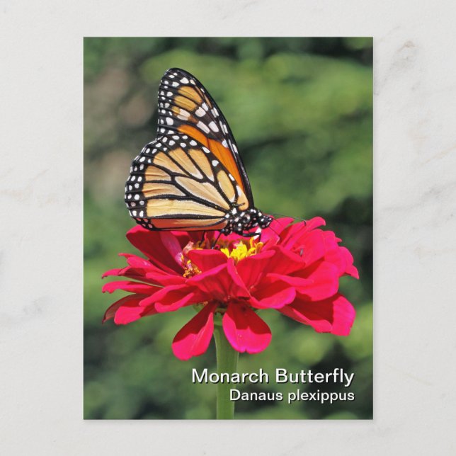 Monarch Butterfly Postcard (Front)