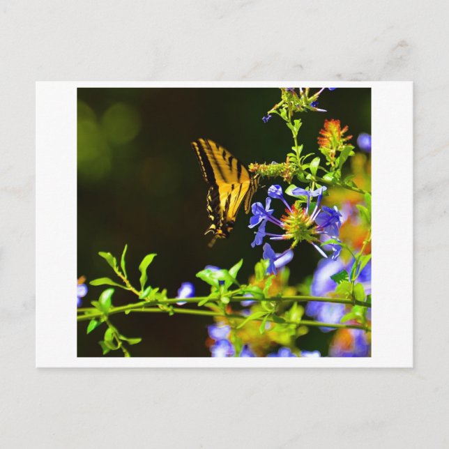 Monarch Butterfly postcard (Front)