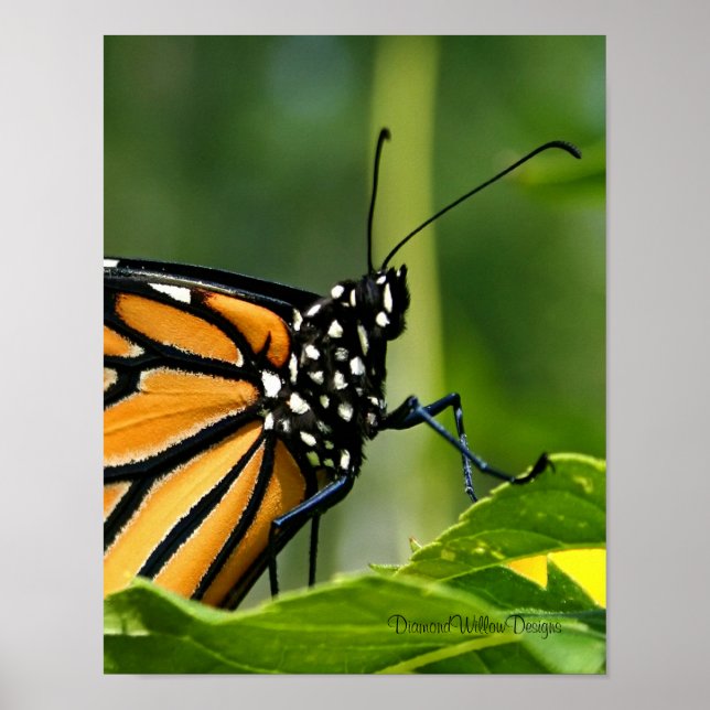 Monarch Butterfly Poster (Front)