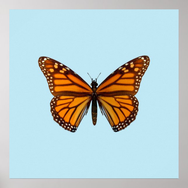 Monarch Butterfly Poster (Front)