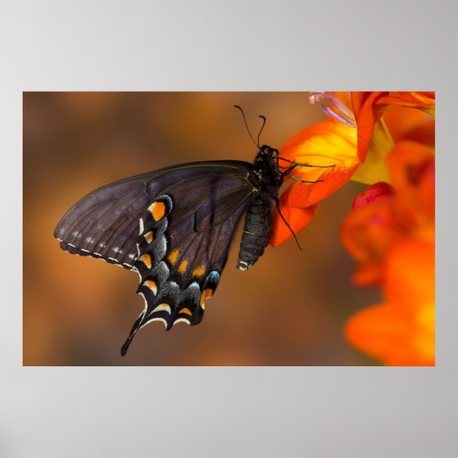 Monarch Butterfly Poster (Front)