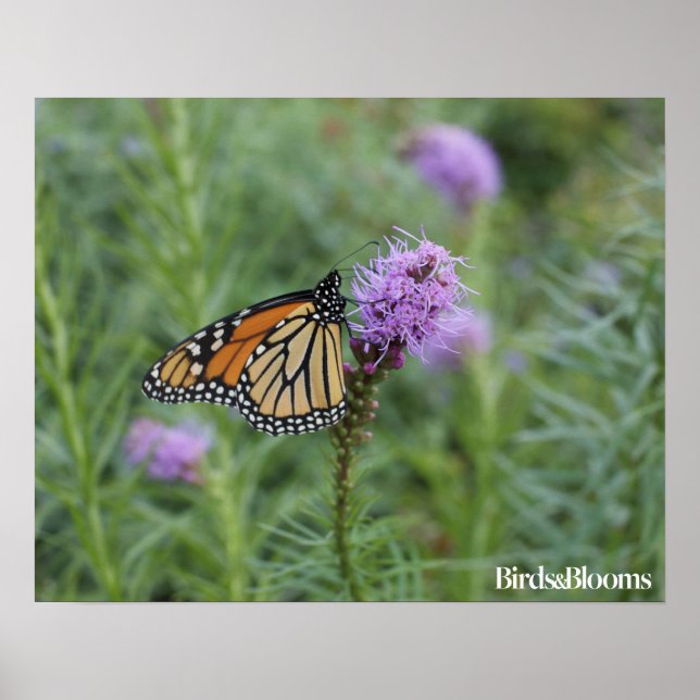 Monarch Butterfly Poster (Front)