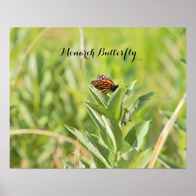 Monarch Butterfly Poster (Front)