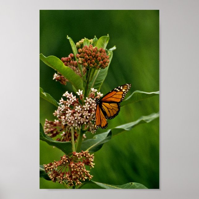 Monarch Butterfly Poster (Front)