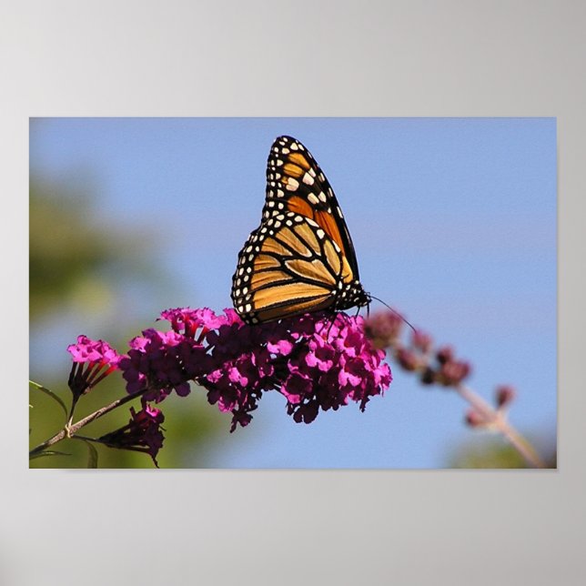 Monarch butterfly poster (Front)