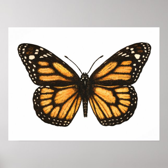 Monarch butterfly poster (Front)