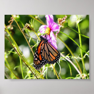 Monarch Butterfly Poster