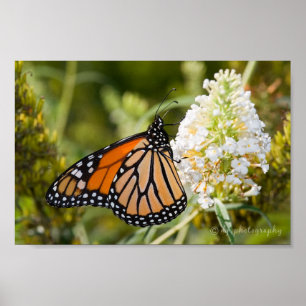 Monarch Butterfly Poster
