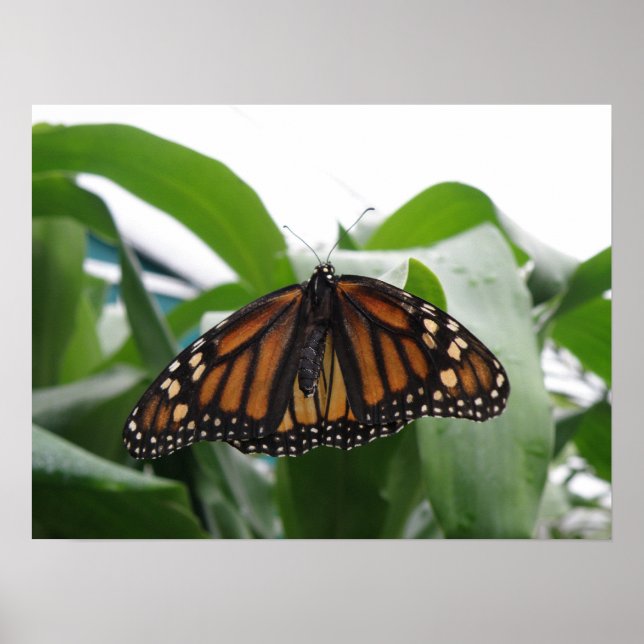 Monarch Butterfly Print (Front)