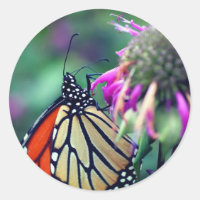 Monarch Butterfly Spots Nature 