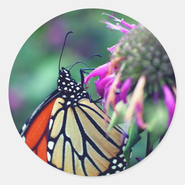 Monarch Butterfly Spots Nature  Classic Round Sticker (Front)