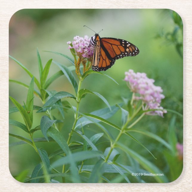 Monarch Butterfly Square Paper Coaster (Front)