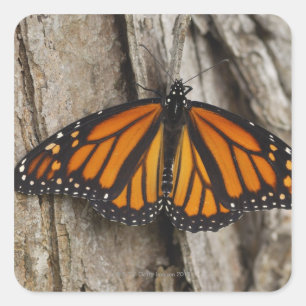 Monarch Butterfly Square Sticker