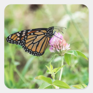 Monarch Butterfly Square Sticker
