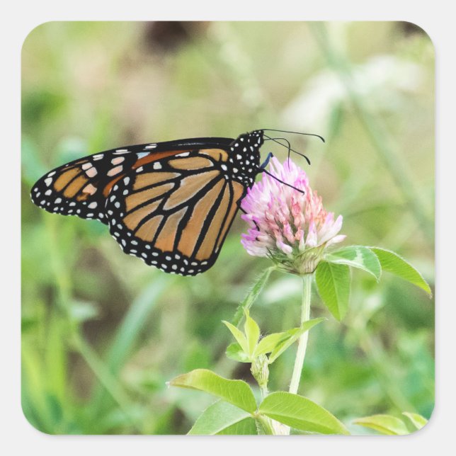 Monarch Butterfly Square Sticker (Front)