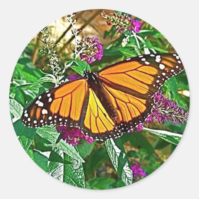 Monarch Butterfly Sticker (Front)