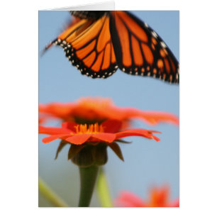Monarch Butterfly Takes Flight