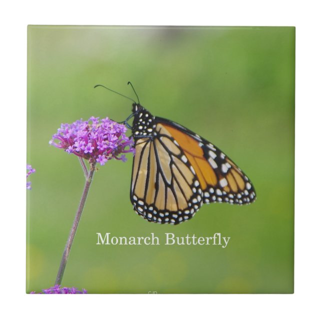 Monarch Butterfly tile (Front)