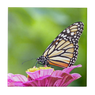 Monarch Butterfly Tile