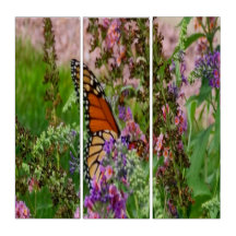 Monarch Butterfly