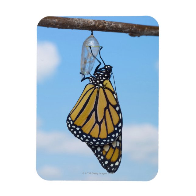 Monarch Butterfly, with Chrysalis Magnet (Vertical)