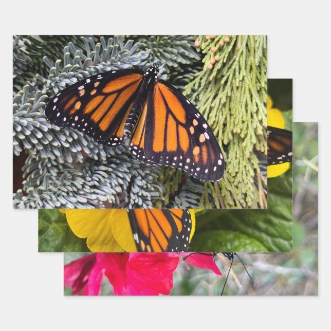 Monarch butterfly wrapping paper (Set)