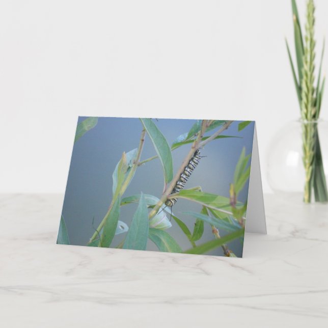 "Monarch Caterpillar #2" Easter Card (Front)